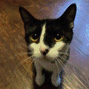 my cat